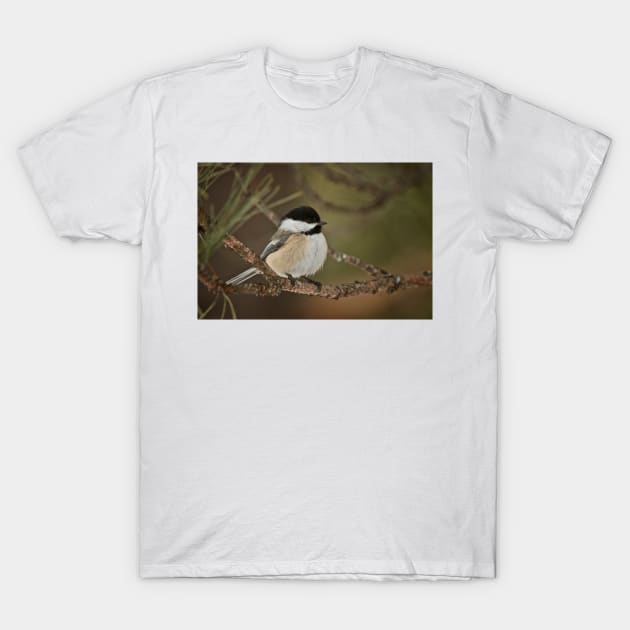 Black Capped Chickadee T-Shirt by jaydee1400